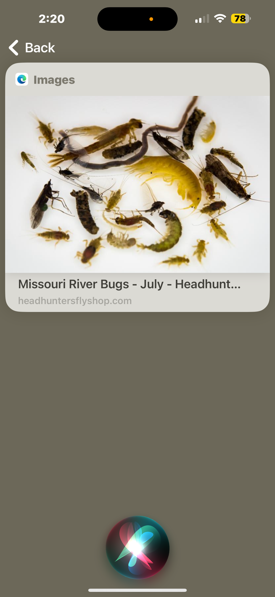 Types of river bugs 