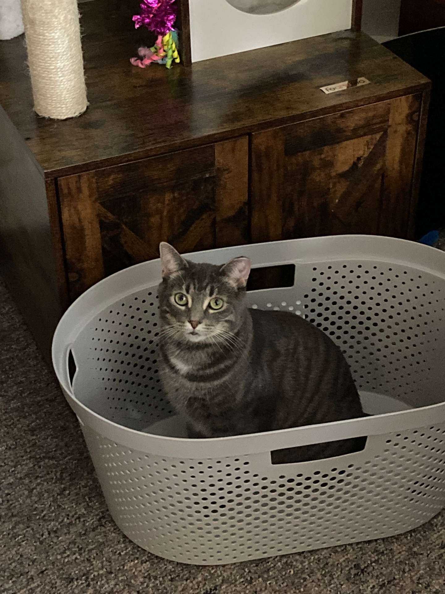 Millie