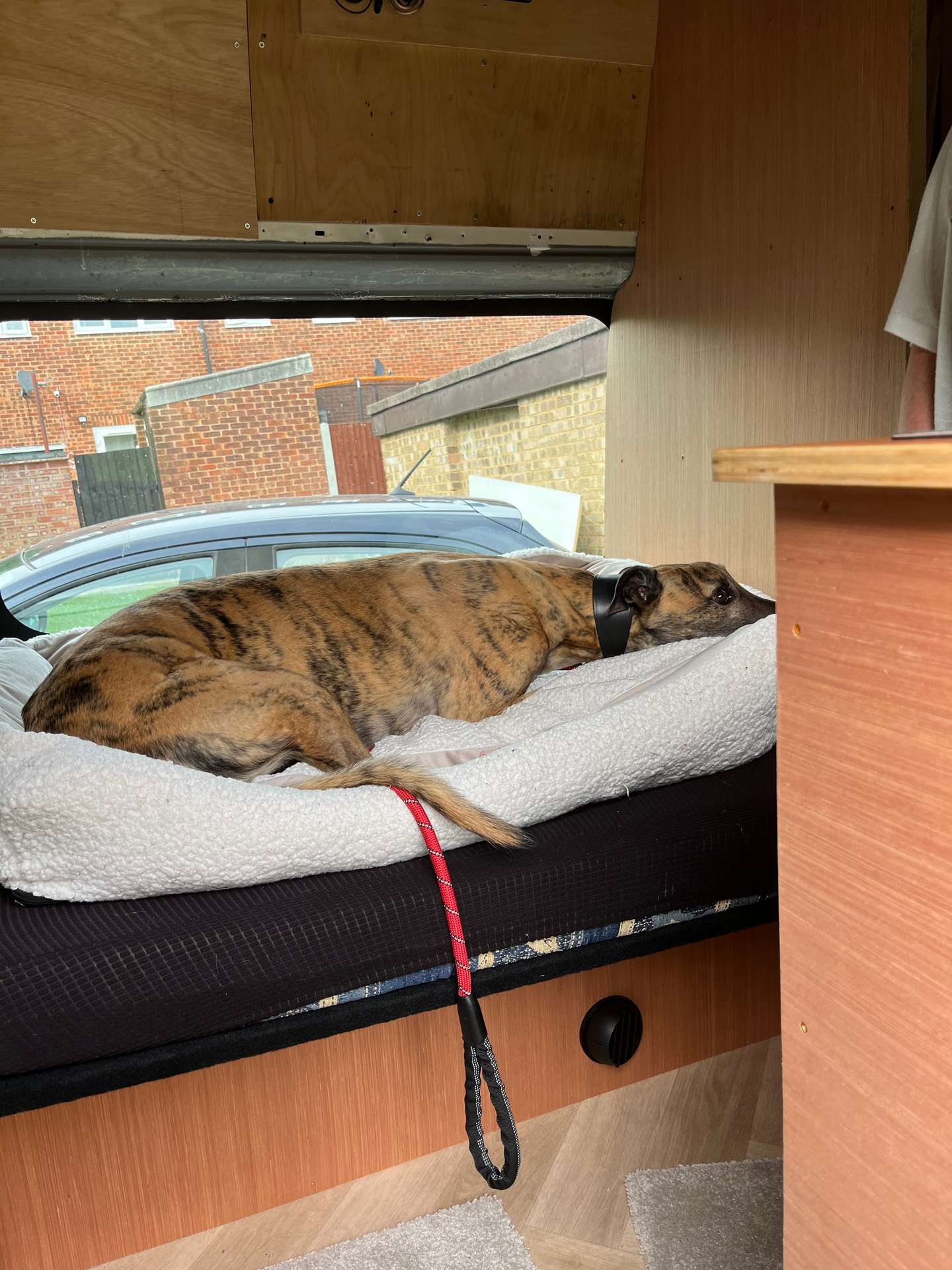 Joey likes his new bed in the Moosey Wagan