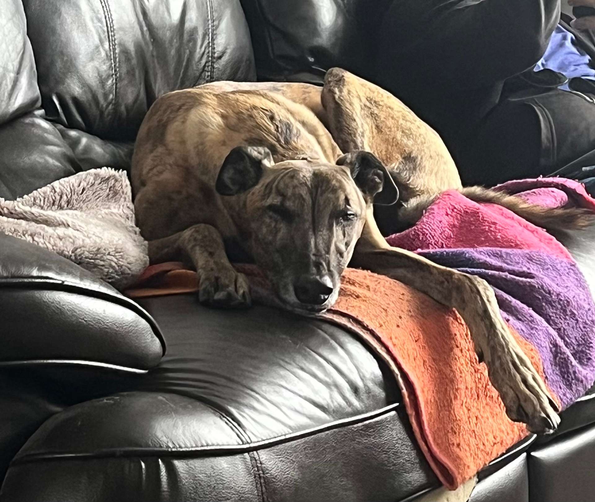 Joey on the couch