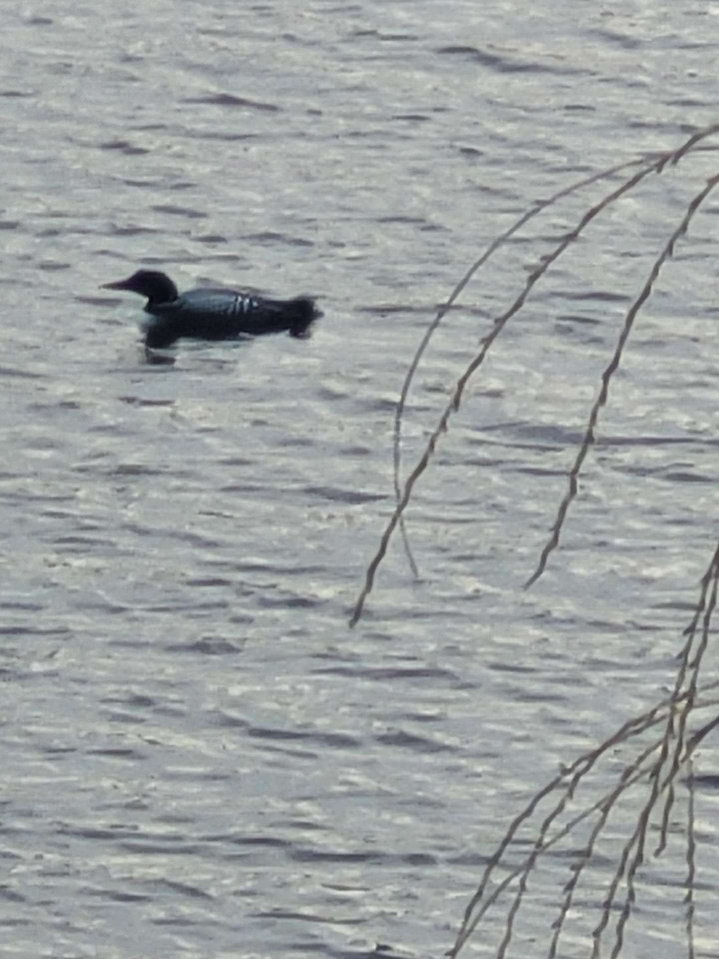 Common Loon