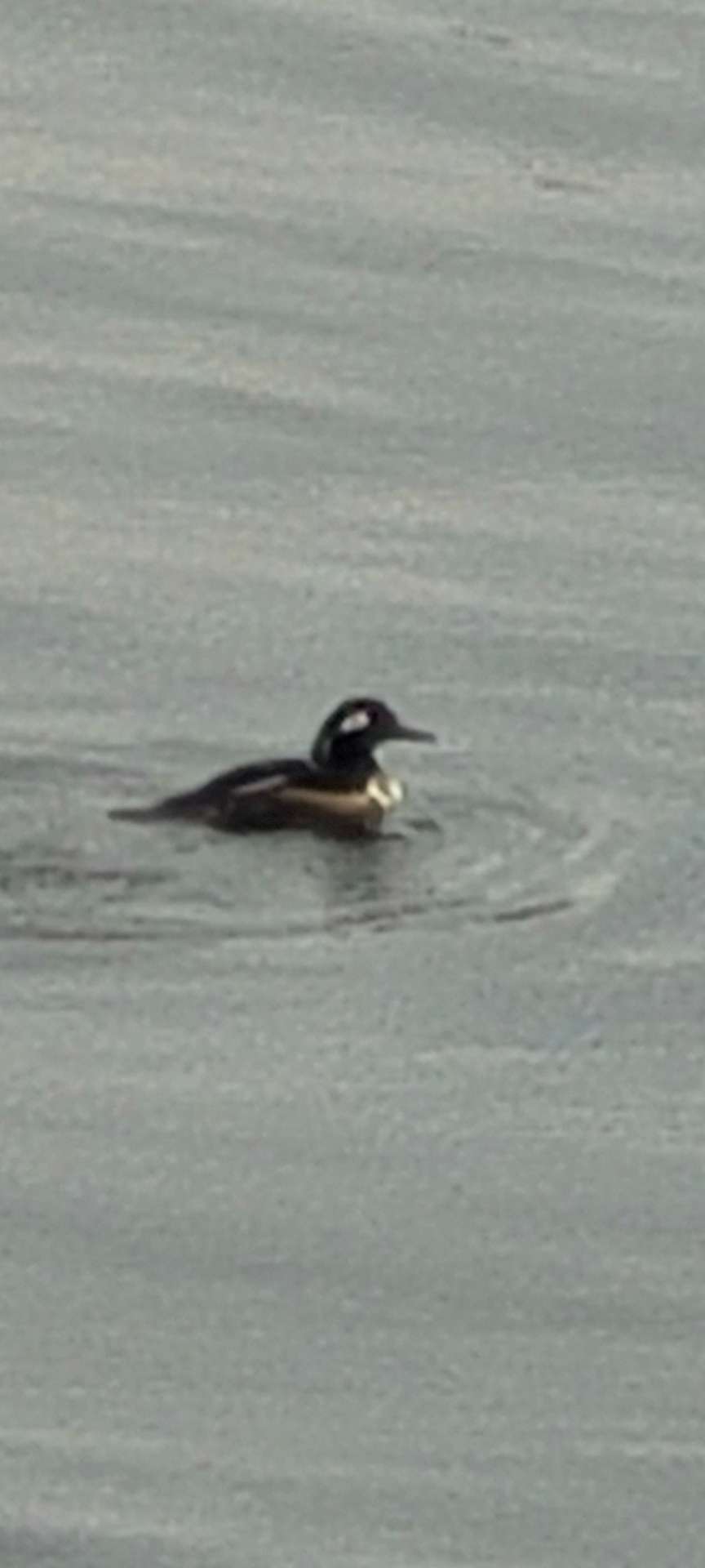 Hooded Merganser