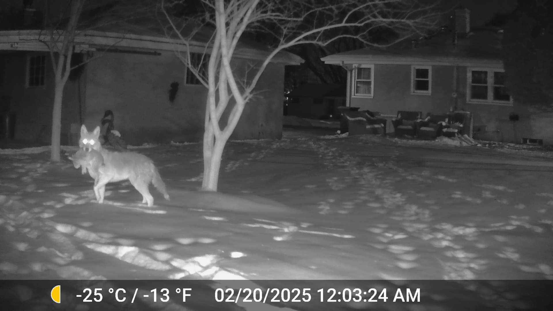 Feb - Coyote with Rabbit