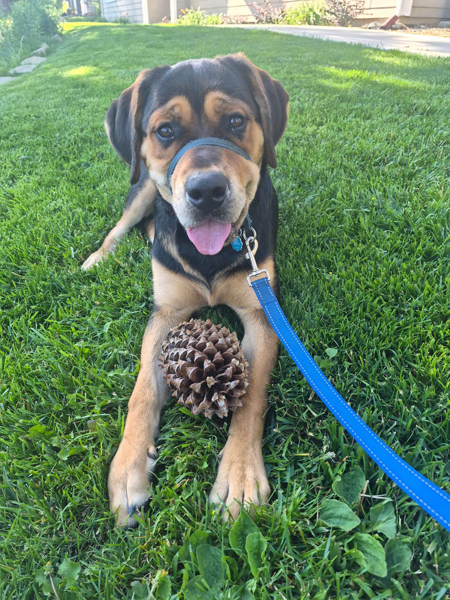 Wiley w/ pinecone