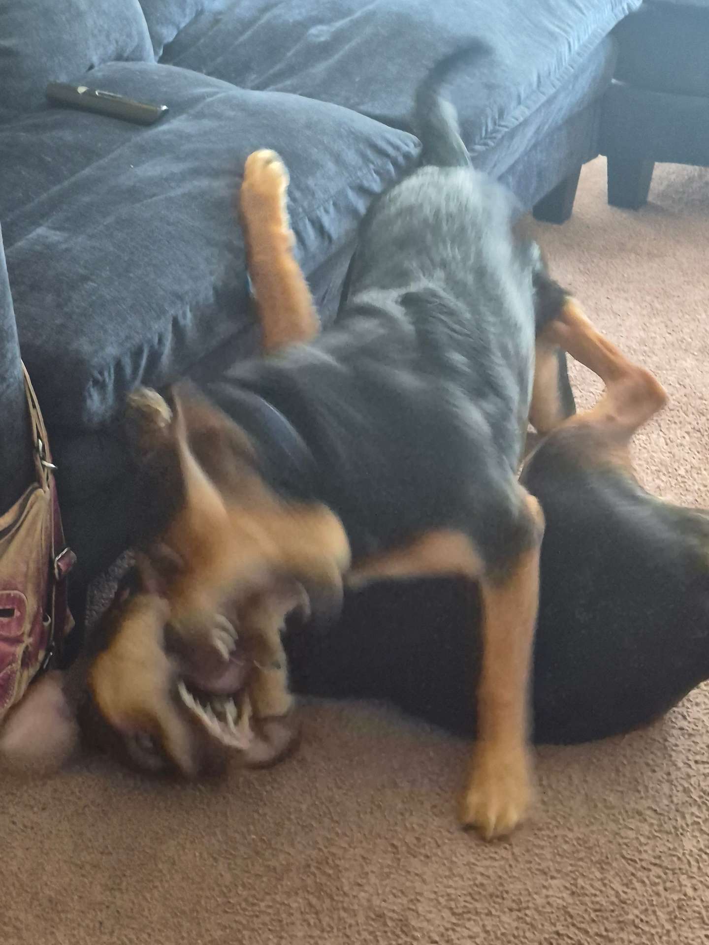 Vicious Play
