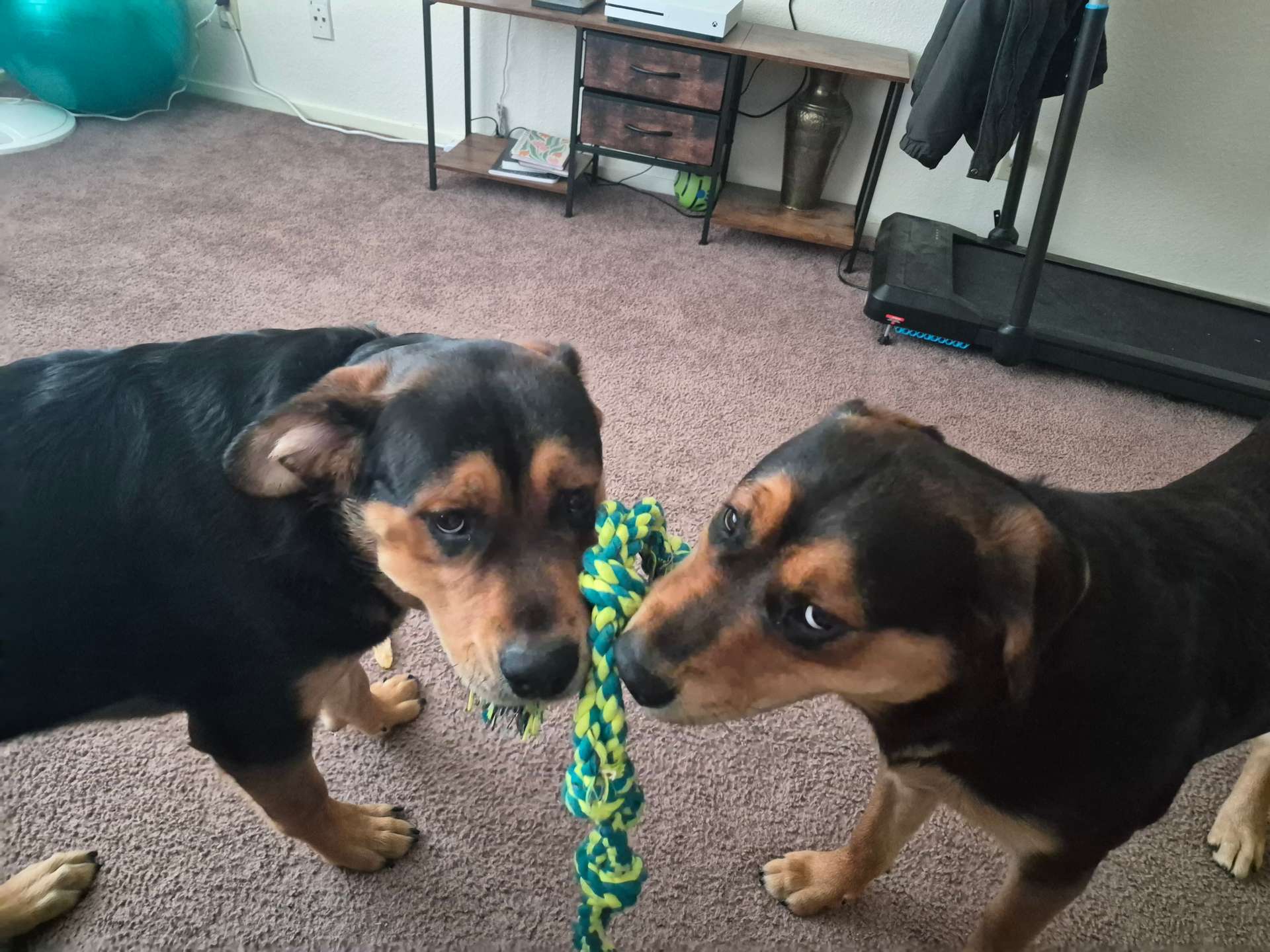 Wiley and Buddy