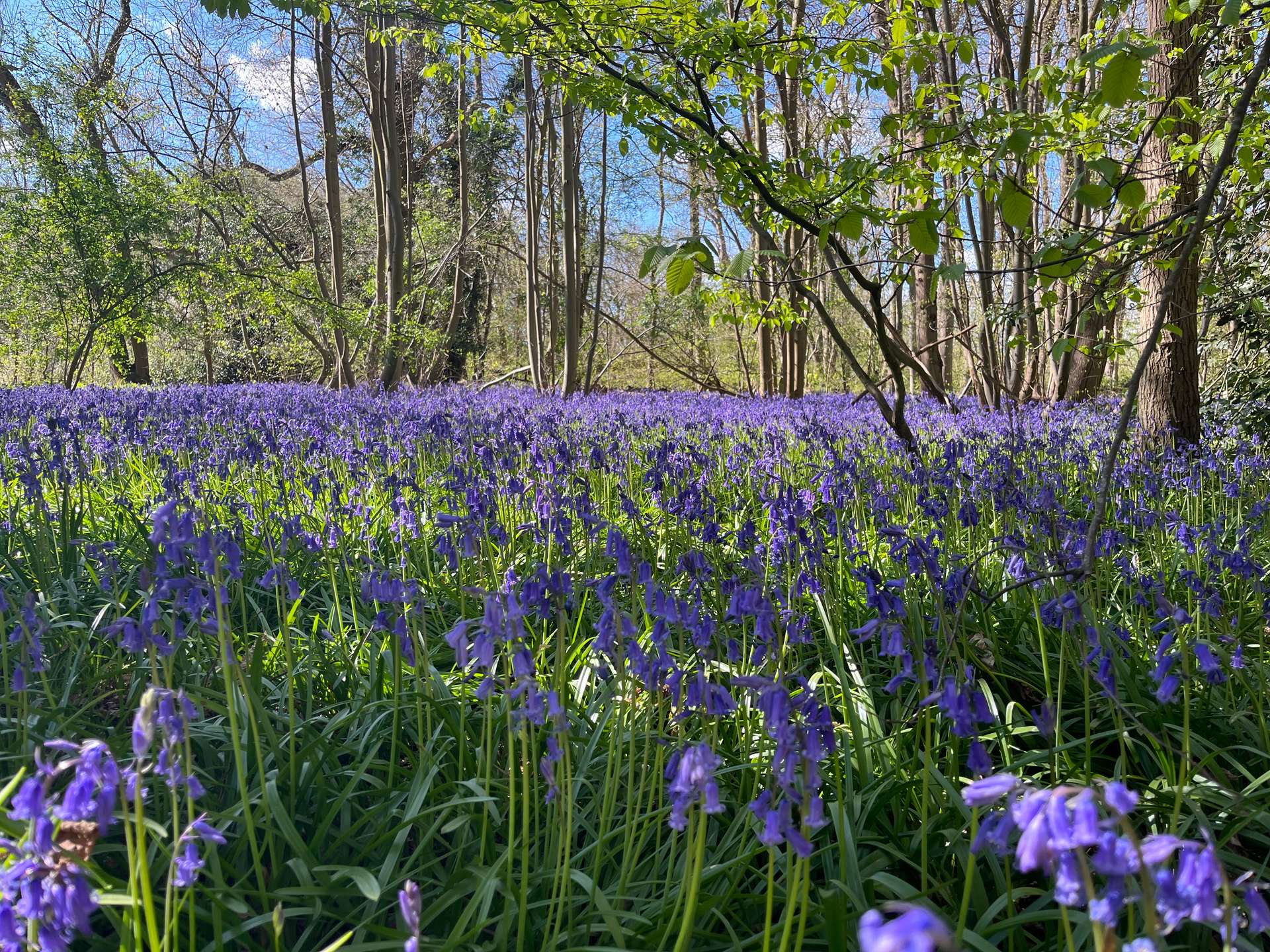 Bluebells in the Woods