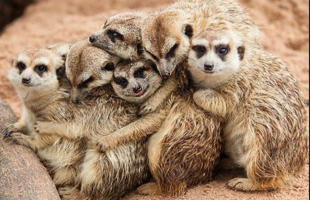 meerkats