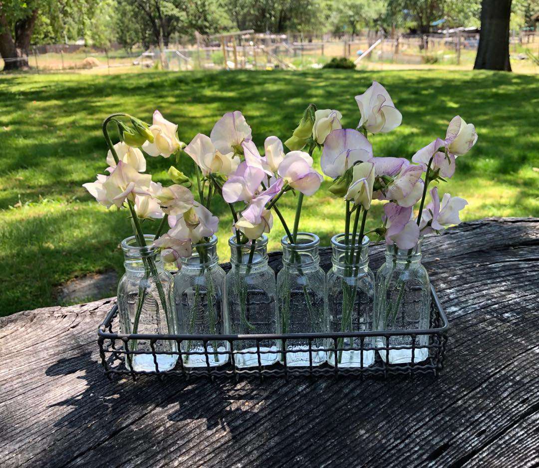 sweet peas